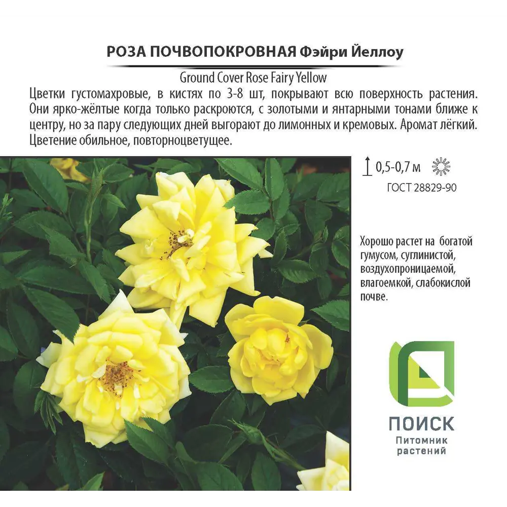 Фото 2 Роза почвопокровная «Фэйри Еллоу», 3.5 л Фото 2 Роза почвопокровная «Фэйри Еллоу», 3.5 л