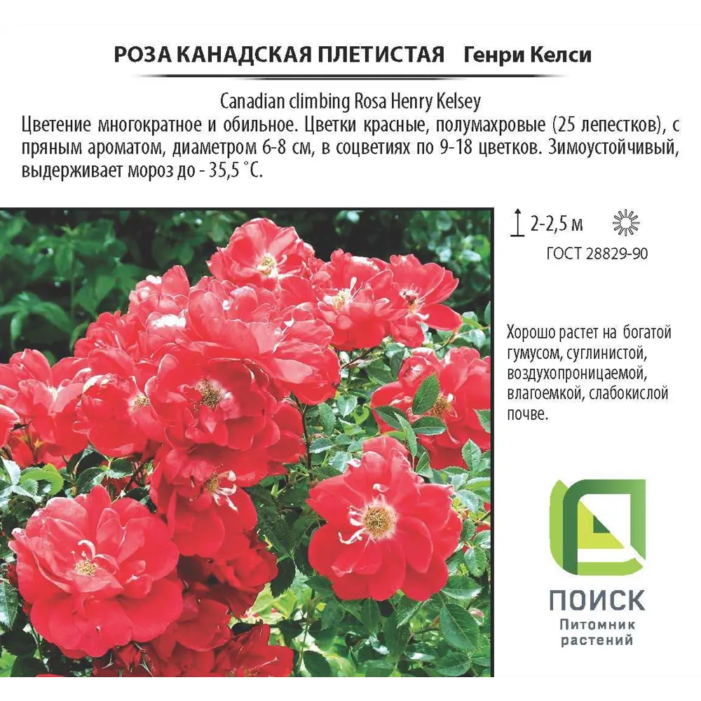 Фото 2 Роза плетистая канадская «Генри Келси», 3.5 л Фото 2 Роза плетистая канадская «Генри Келси», 3.5 л