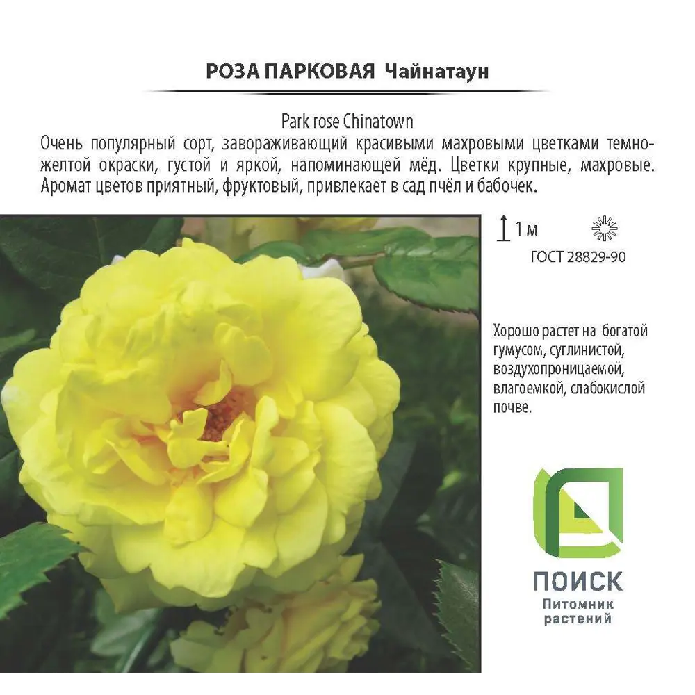 Фото 2 Роза парковая «Чайнатаун», 3.5 л Фото 2 Роза парковая «Чайнатаун», 3.5 л