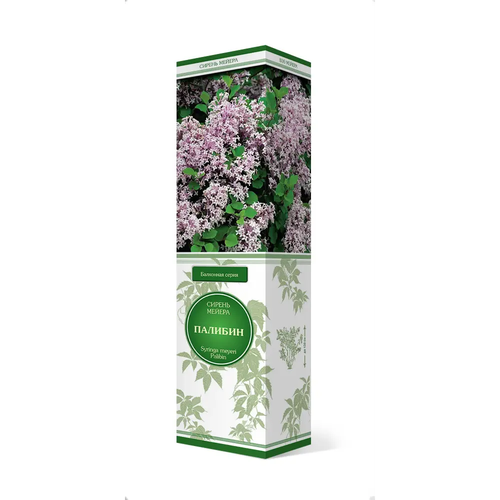 Фото Сирень Мейера «Палибин» Фото Сирень Мейера «Палибин»