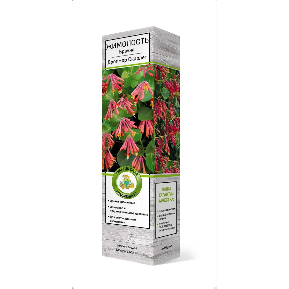 Фото Жимолость Брауна «Дропмор Скарлет» Фото Жимолость Брауна «Дропмор Скарлет»
