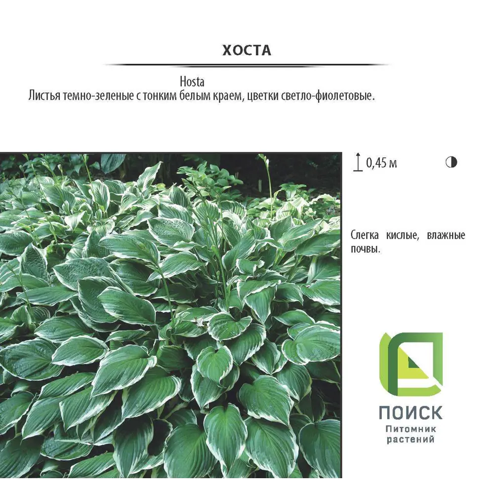 Фото Хоста, контейнер Р9 Фото Хоста, контейнер Р9