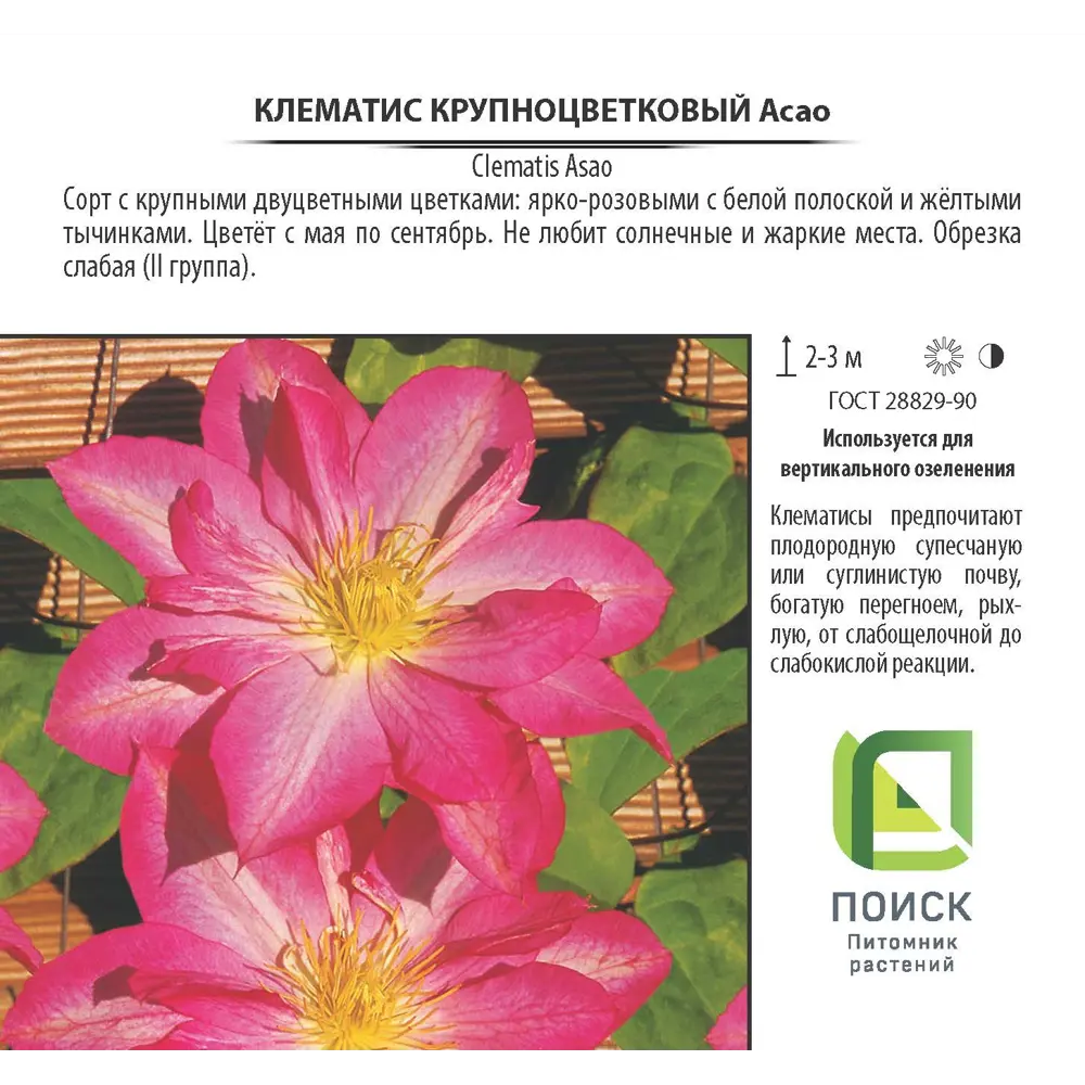 Фото Клематис «Асао», контейнер 2 л Фото Клематис «Асао», контейнер 2 л