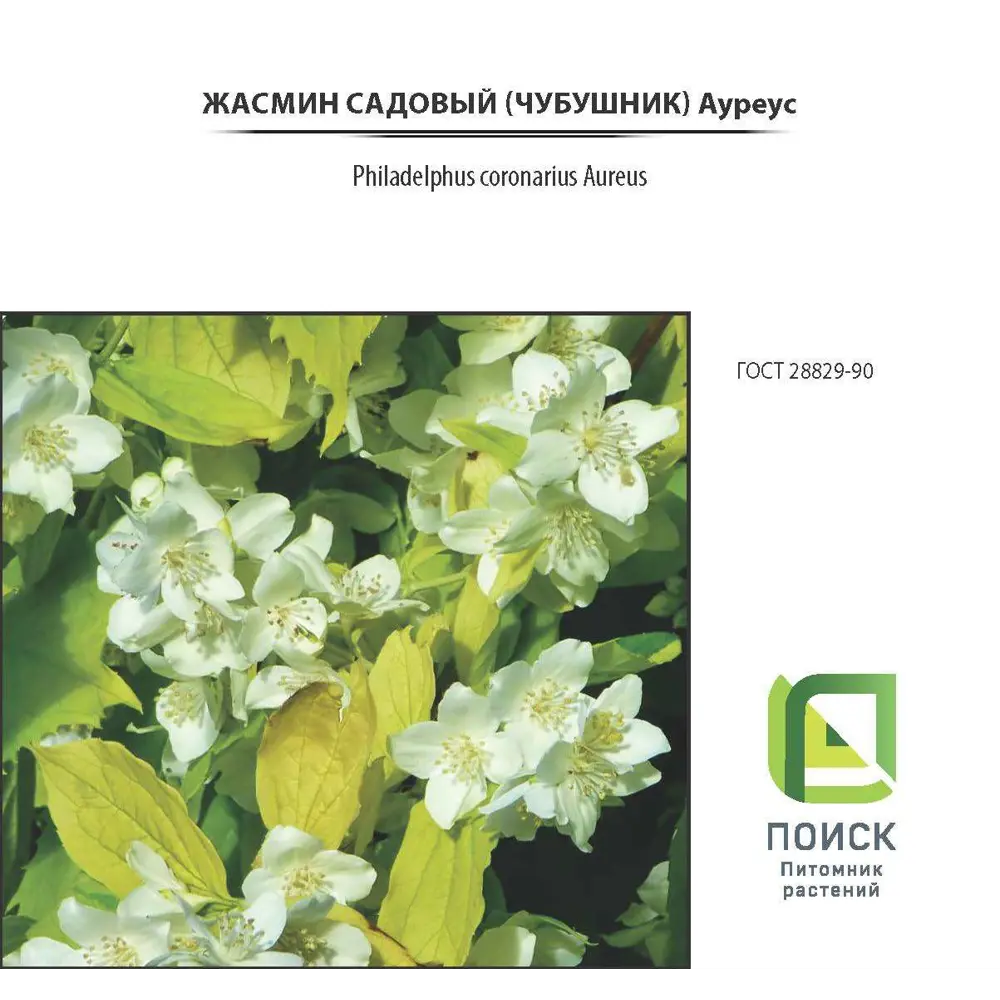 Фото Жасмин садовый «Ауреус», контейнер 2-3 л Фото Жасмин садовый «Ауреус», контейнер 2-3 л