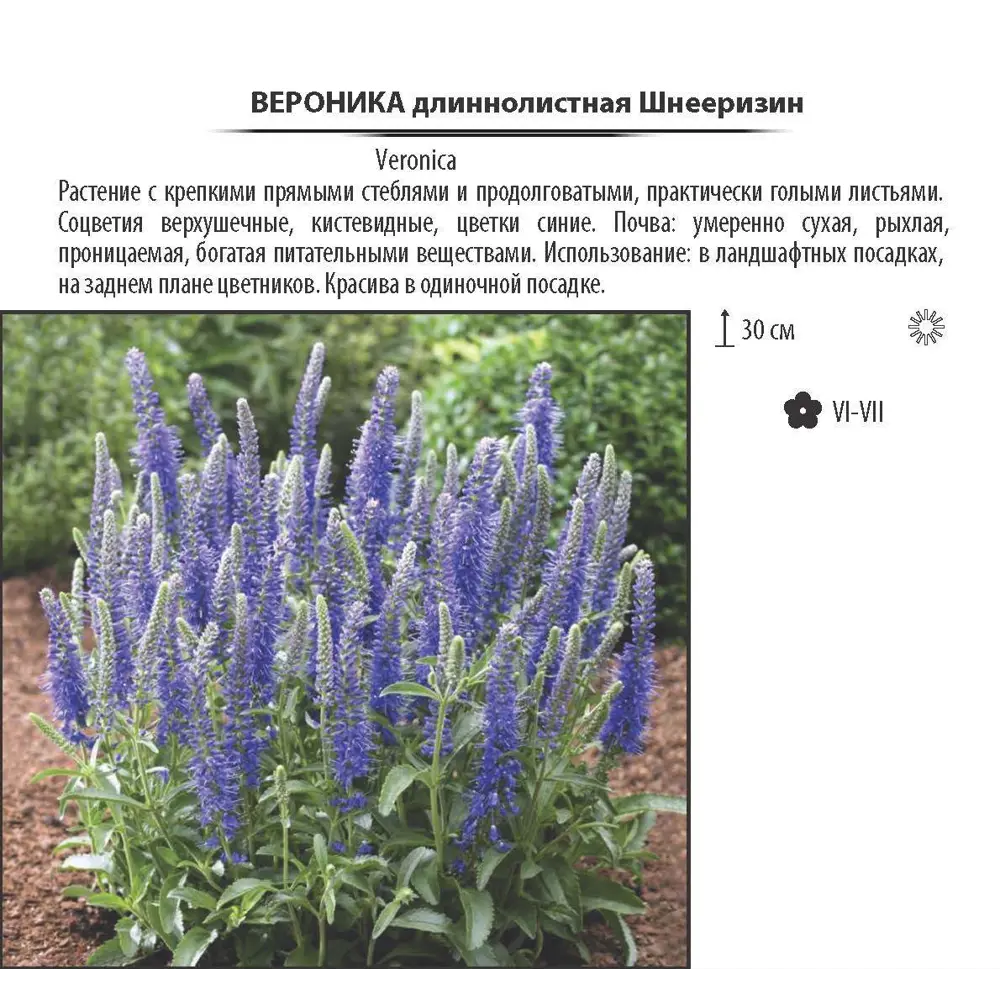 Фото 2 Вероника длиннолистная «Шнееризин», контейнер 1.5 л Фото 2 Вероника длиннолистная «Шнееризин», контейнер 1.5 л