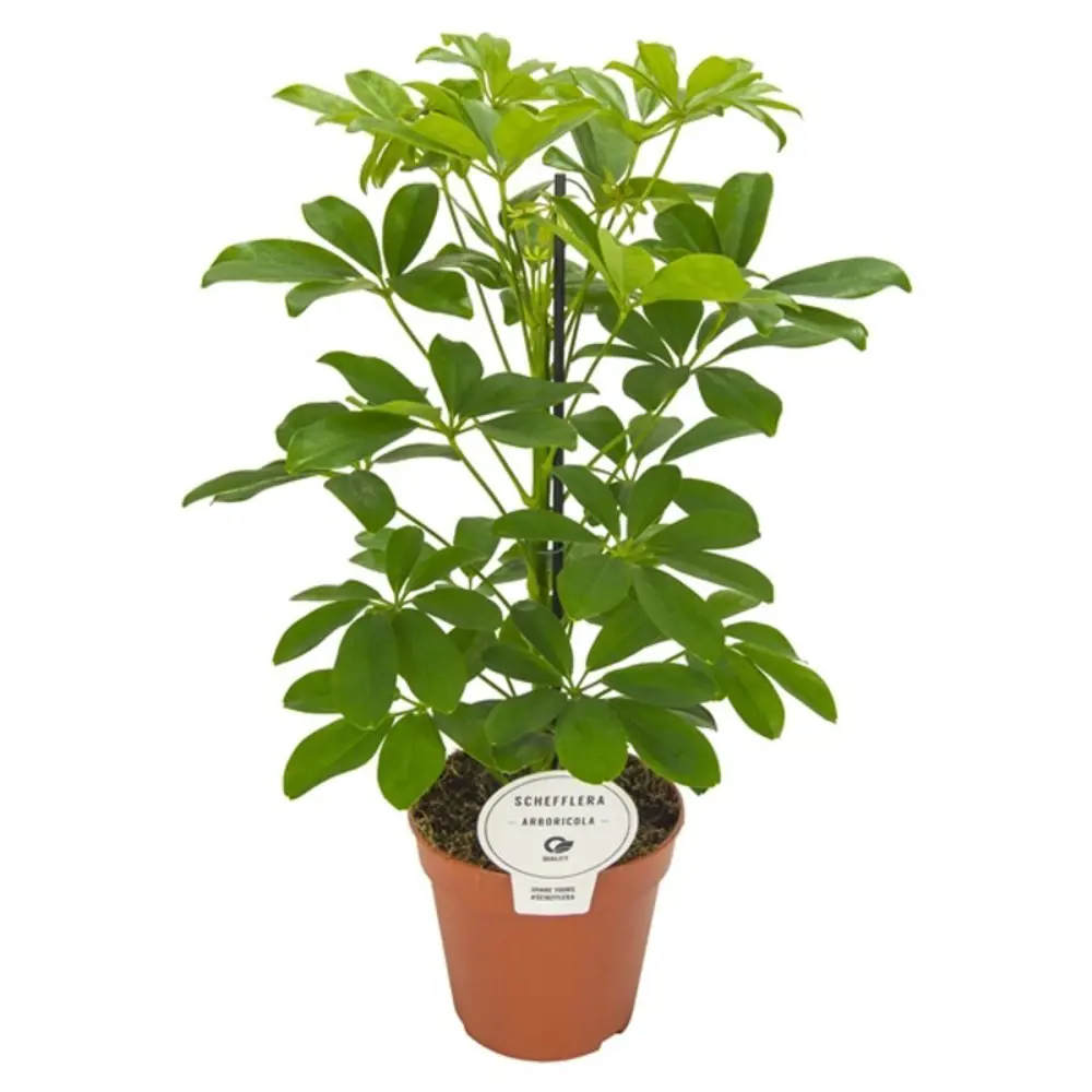 Фото Шеффлера арборикола Nora ø13 h45 см Росток Фото Шеффлера арборикола Nora ø13 h45 см Росток