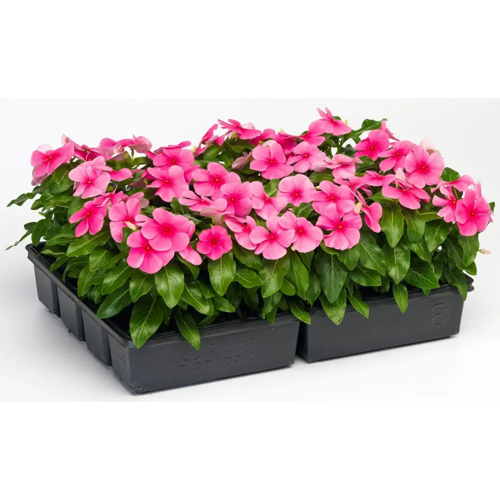 Фото Катарантус розовый в кассетах, 6 шт. Фото Катарантус розовый в кассетах, 6 шт.