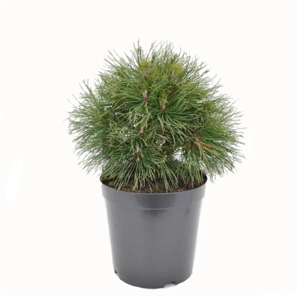 Фото Сосна горная «Мугус» d9 см h15 см Фото Сосна горная «Мугус» d9 см h15 см