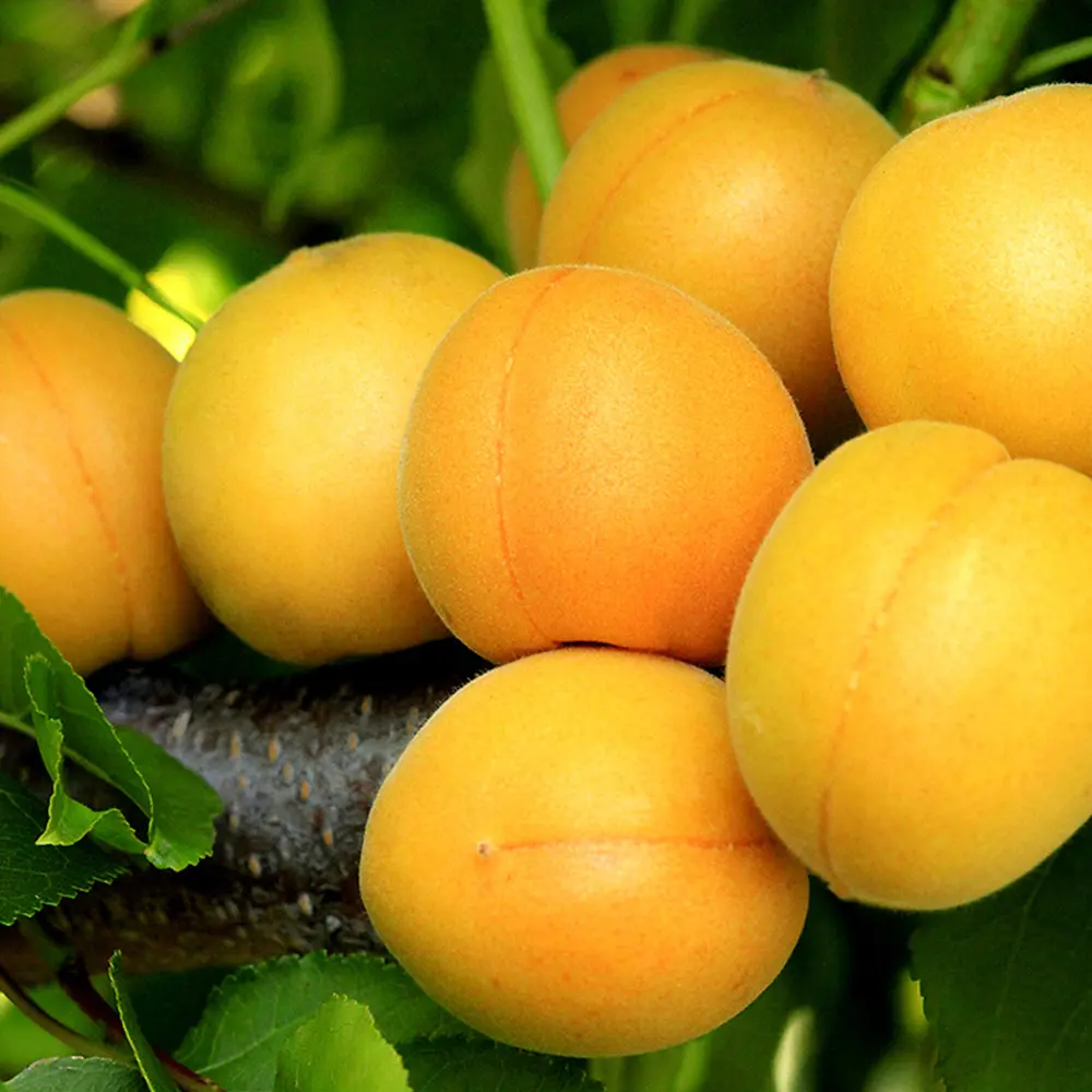 Фото 2 Абрикос «Царский» С7 180 см Фото 2 Абрикос «Царский» С7 180 см