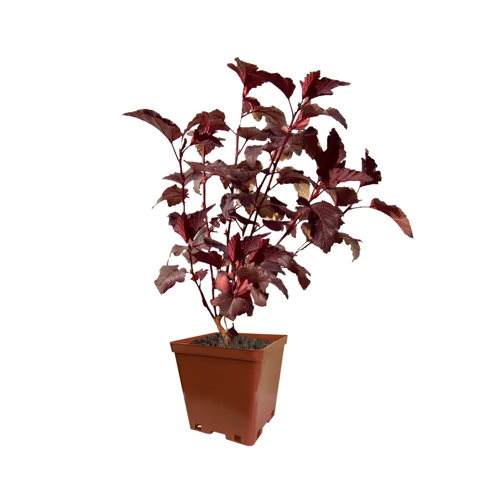 Фото Пузыреплодник калинолистный «Саммер Вайн» С2 40 см Фото Пузыреплодник калинолистный «Саммер Вайн» С2 40 см