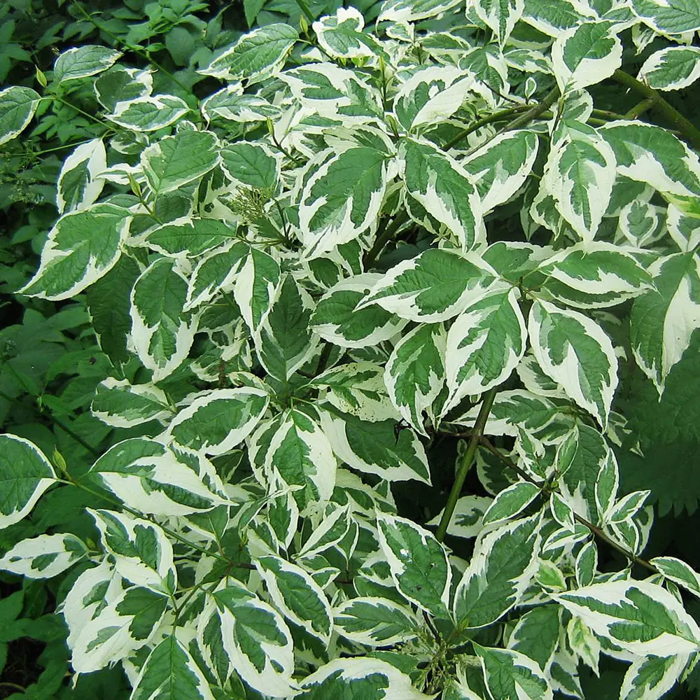 Фото 2 Дерен белый «Аргентеомаргината» С2 40 см