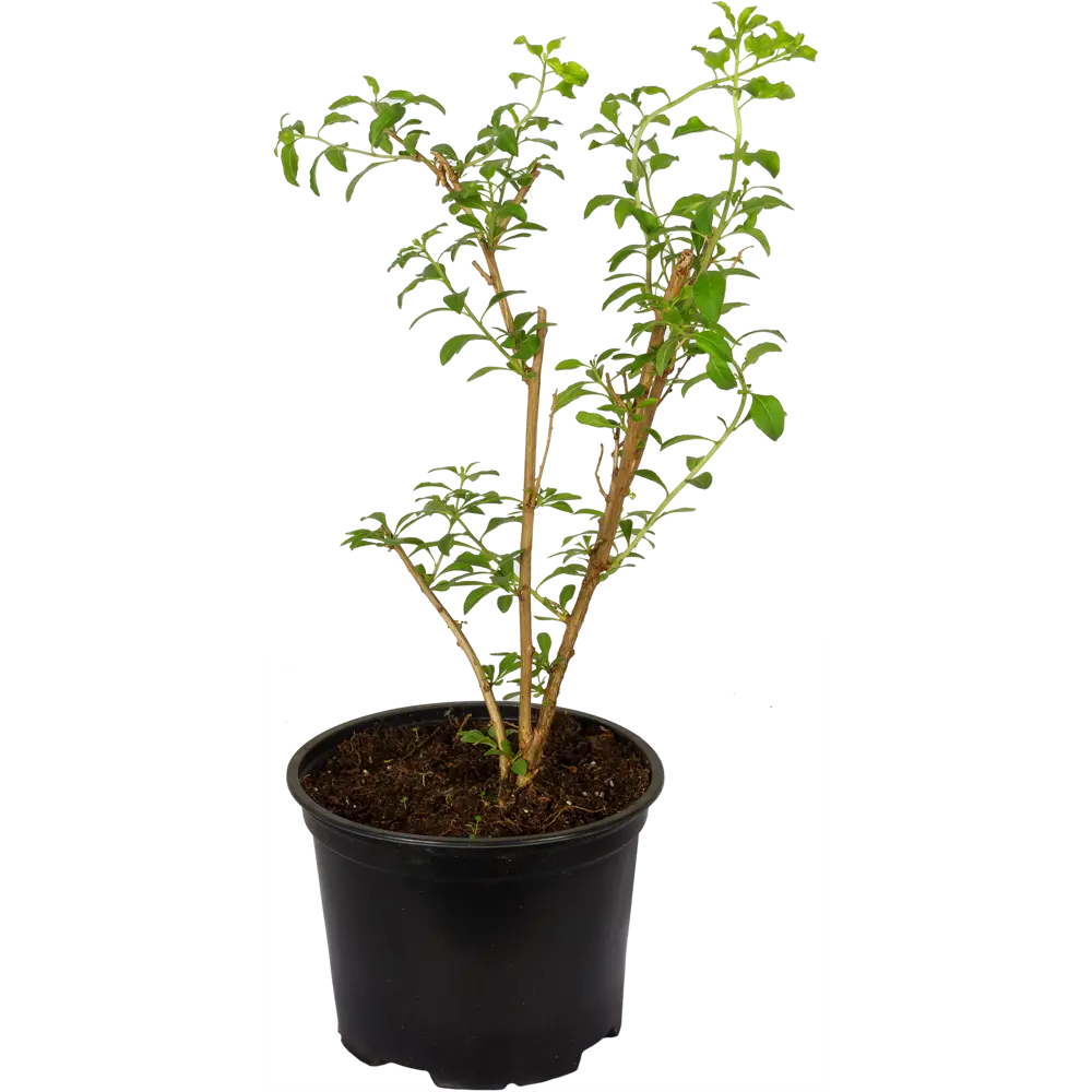 Фото Годжи «Биг Берри» 2 л