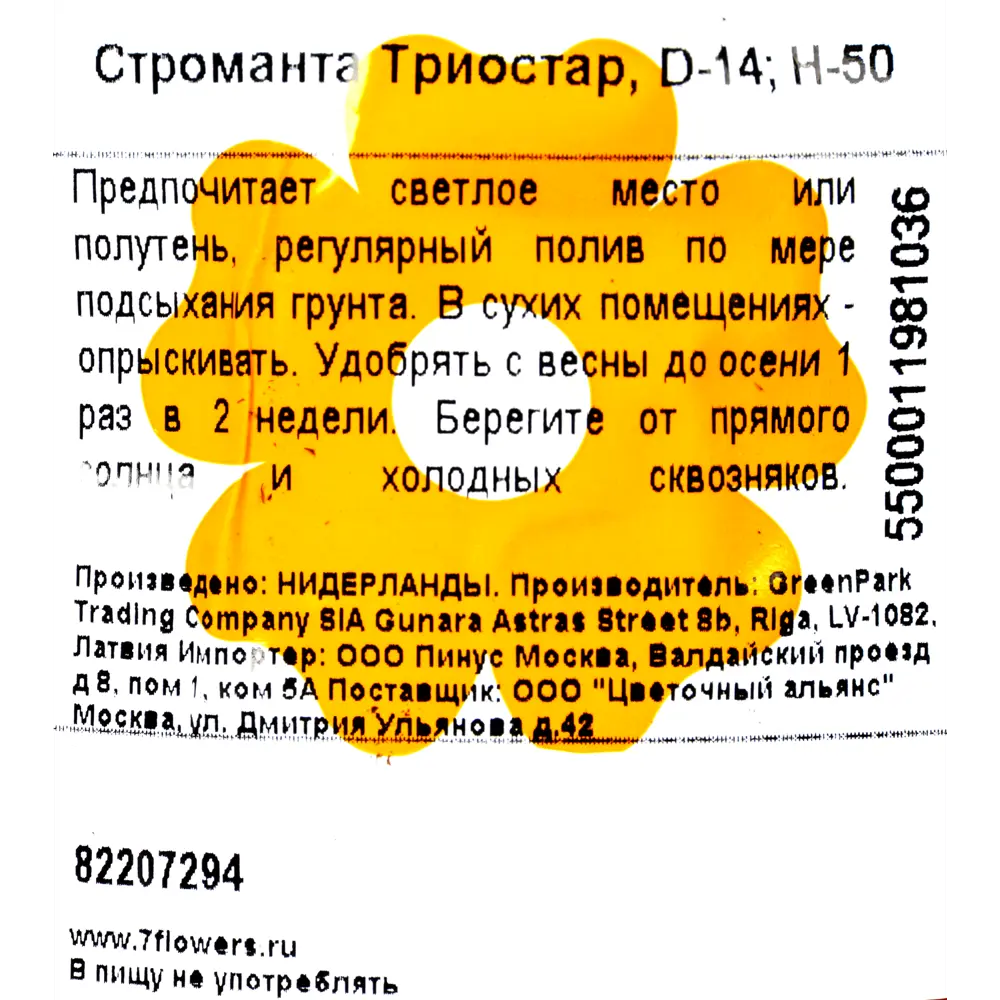 Фото 3 Строманта сангвинея «Триостар» 14х50 см Фото 3 Строманта сангвинея «Триостар» 14х50 см