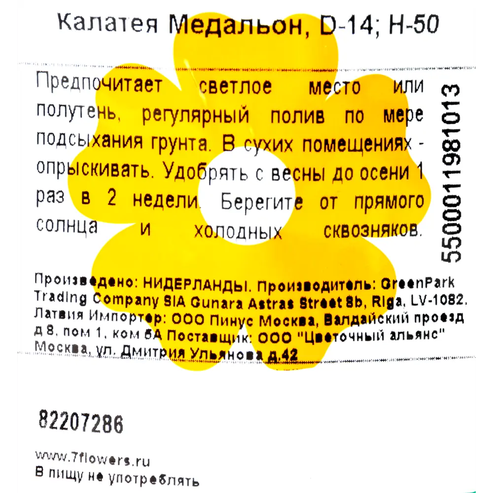 Фото 3 Калатея «Медальон» ø14 h50 см Цветочный альянс Фото 3 Калатея «Медальон» ø14 h50 см Цветочный альянс