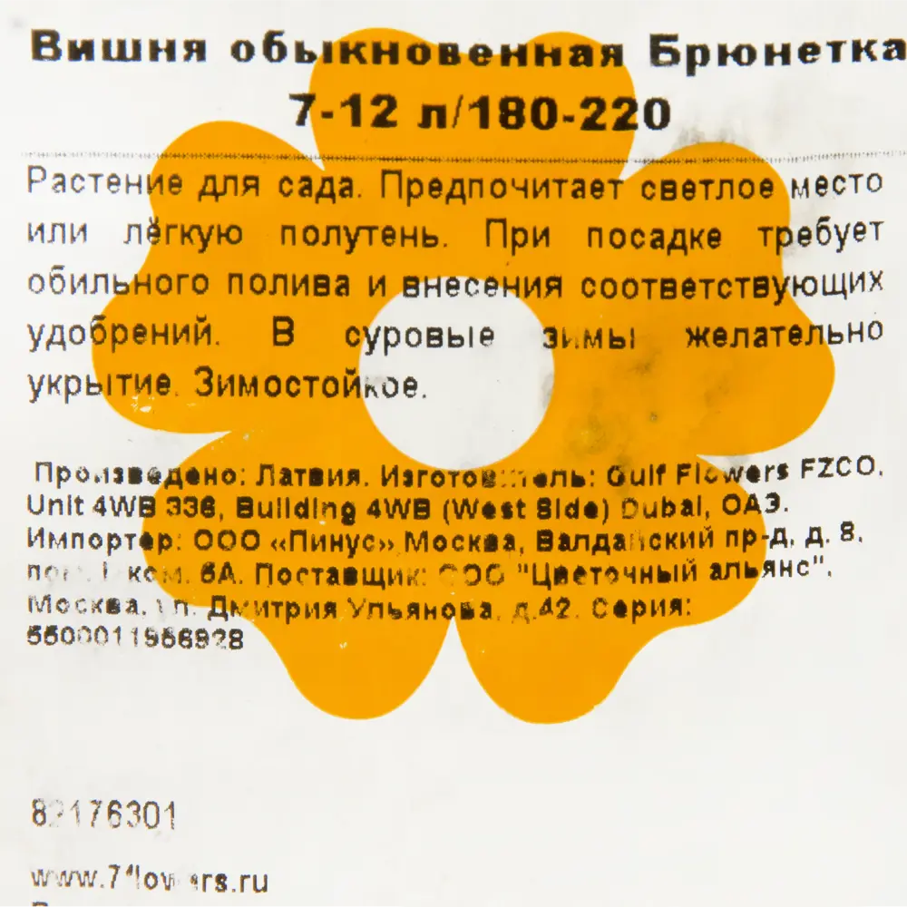 Фото 2 Вишня обыкновенная «Брюнетка» 7-12 л 180-220 см Фото 2 Вишня обыкновенная «Брюнетка» 7-12 л 180-220 см