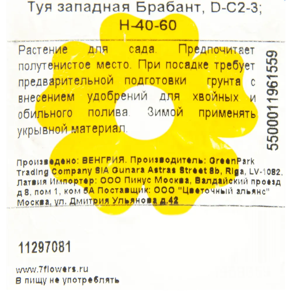 Фото 2 Туя западная «Брабант» 2 л h40-60 см Фото 2 Туя западная «Брабант» 2 л h40-60 см
