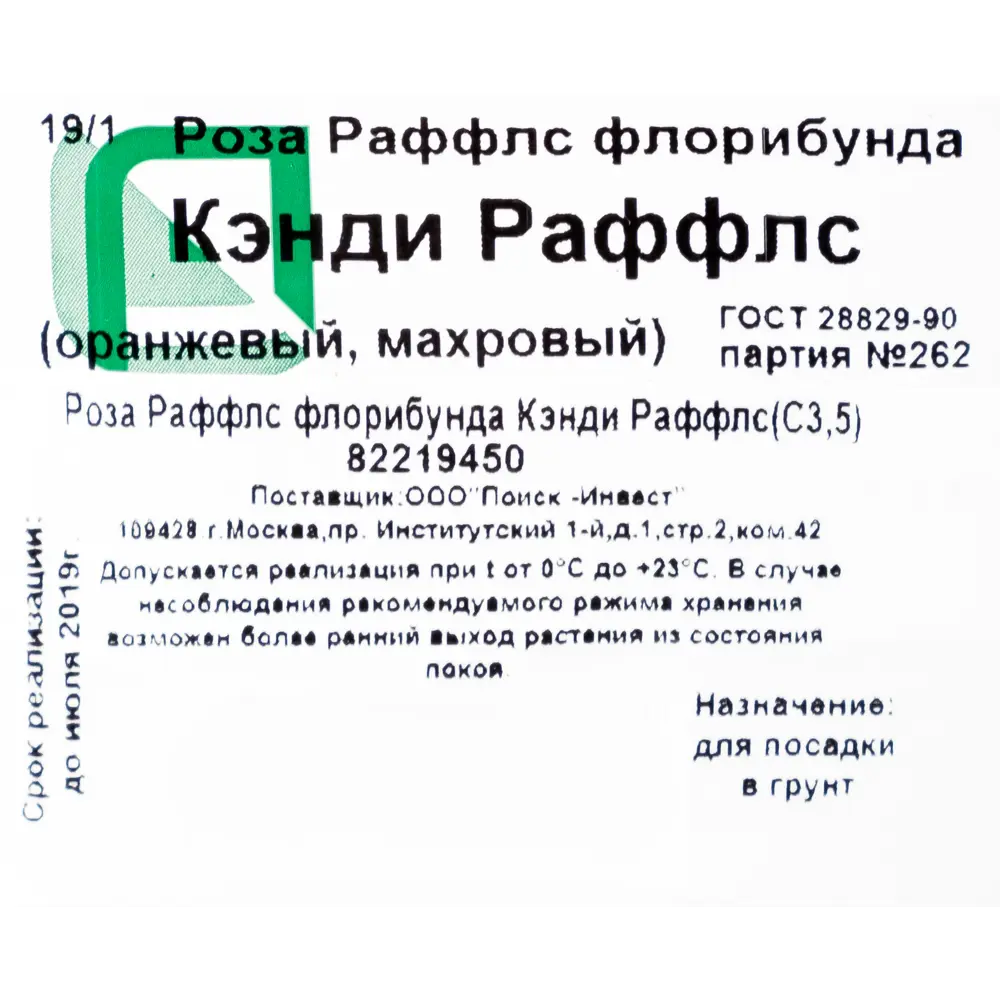 Фото 2 Роза флорибунда Раффлс «Кэнди» 3.5 л h15 см Фото 2 Роза флорибунда Раффлс «Кэнди» 3.5 л h15 см