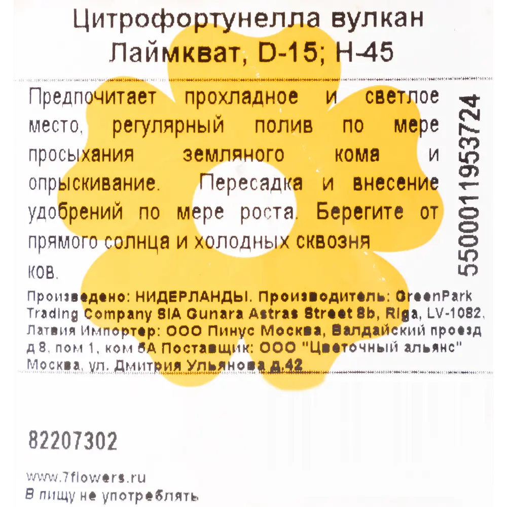 Фото 2 Цитрофортунелла вулкан лаймкват 15х45 см Фото 2 Цитрофортунелла вулкан лаймкват 15х45 см