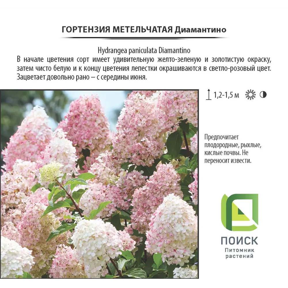 Фото 2 Гортензия Диамантино метельчатая, цветки крыпные, цвет белый Фото 2 Гортензия Диамантино метельчатая, цветки крыпные, цвет белый