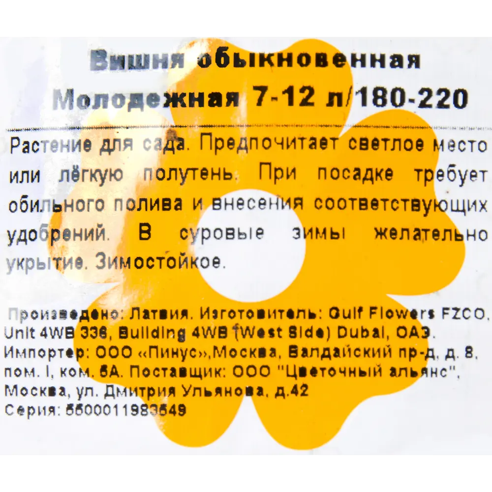 Фото 2 Вишня обыкновенная «Молодежная» 7-12 л 180-220 см Фото 2 Вишня обыкновенная «Молодежная» 7-12 л 180-220 см