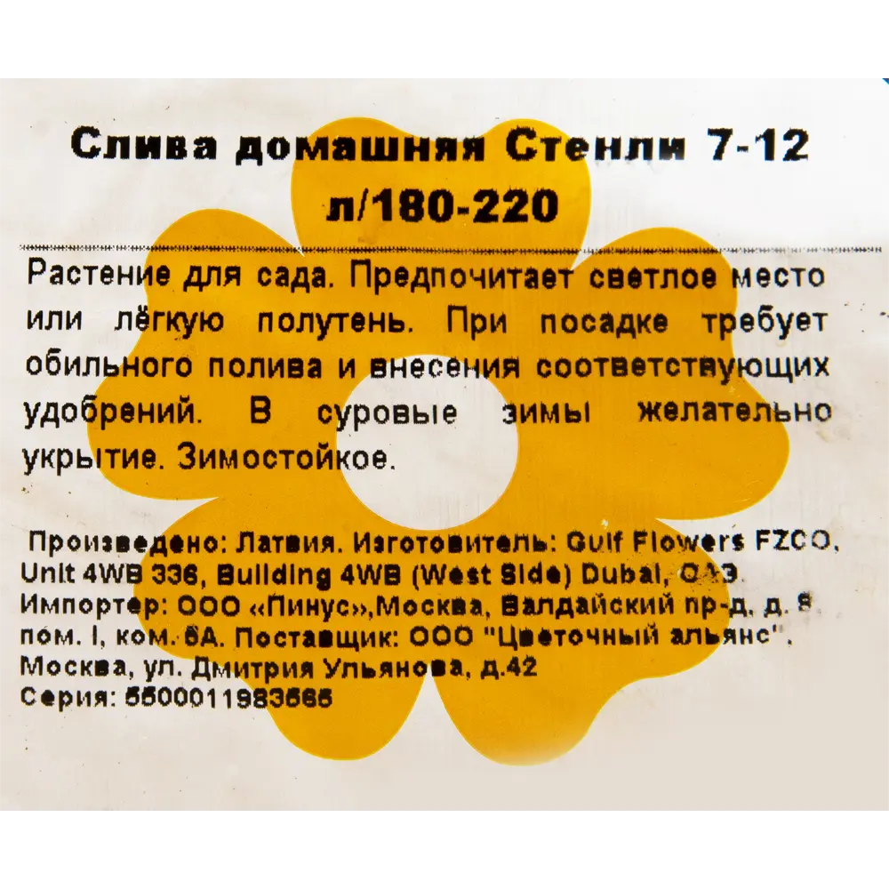 Фото 2 Слива домашняя «Стенли» 7-12 л 180-220 см