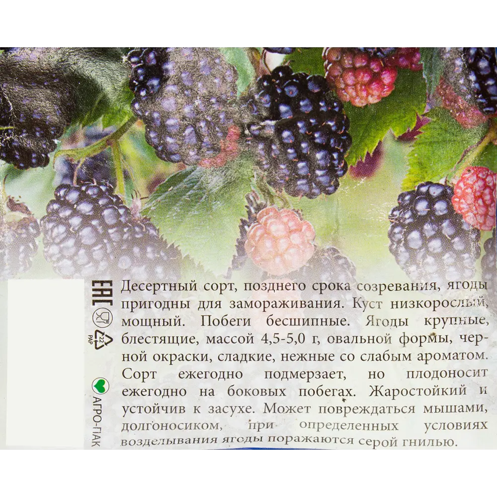 Фото 2 Ежевика «Торнфри» Фото 2 Ежевика «Торнфри»