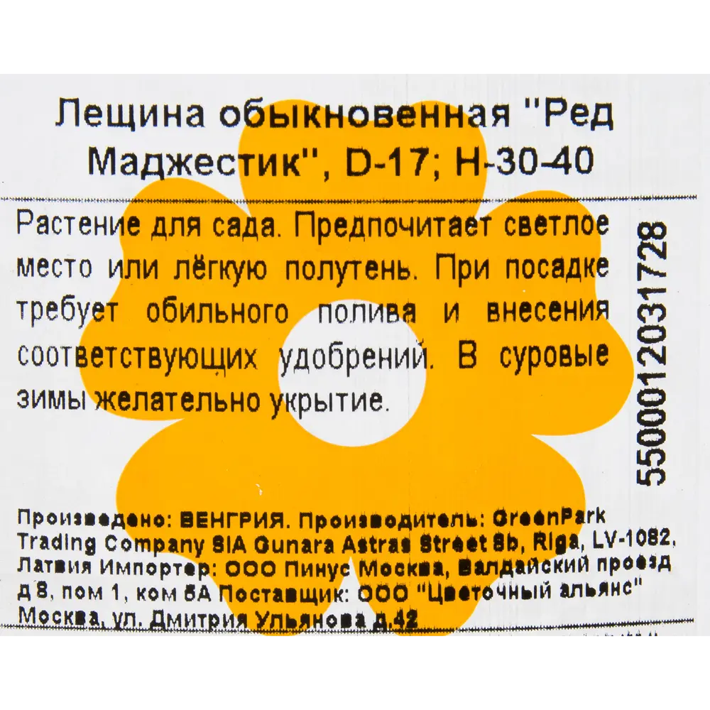 Фото 2 Лещина «Ред Маджестик» D17 30-40 см Фото 2 Лещина «Ред Маджестик» D17 30-40 см