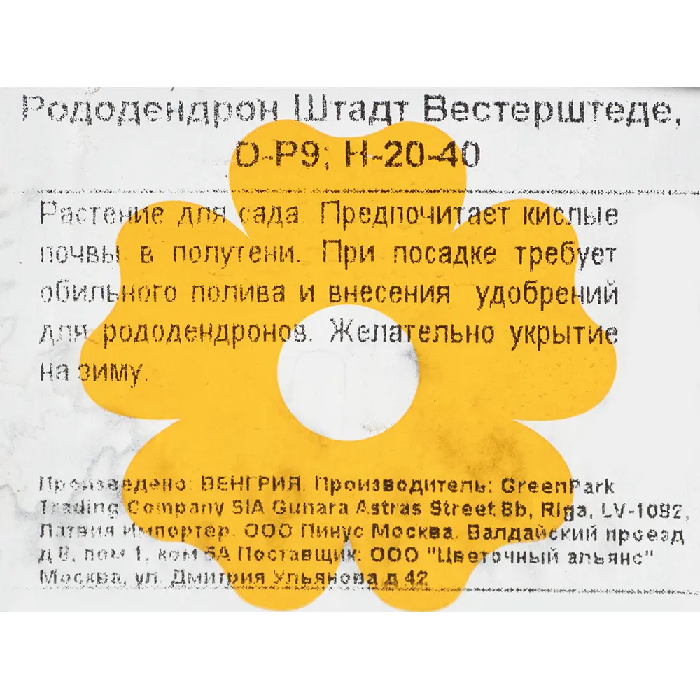 Фото 2 Рододендрон Штадт Вестерштеде, Р9 Фото 2 Рододендрон Штадт Вестерштеде, Р9