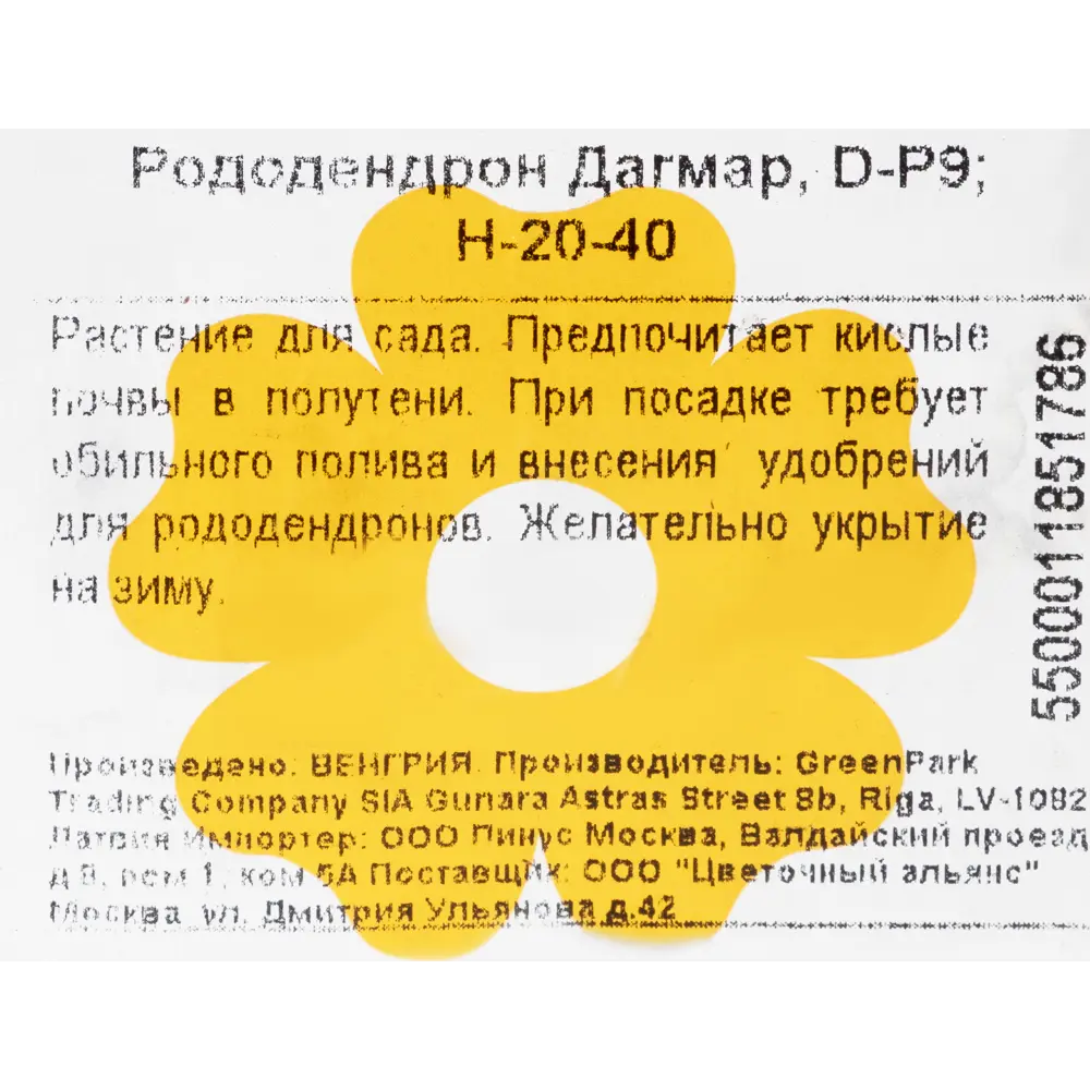 Фото 2 Рододендрон Дагмар P9 Фото 2 Рододендрон Дагмар P9