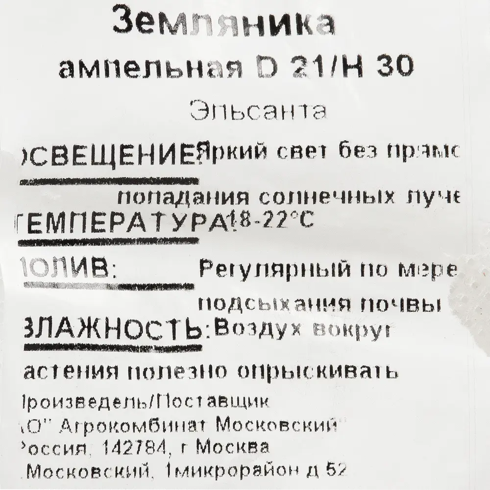 Фото 2 Рассада «Земляника ампельная», 40x19 см Фото 2 Рассада «Земляника ампельная», 40x19 см