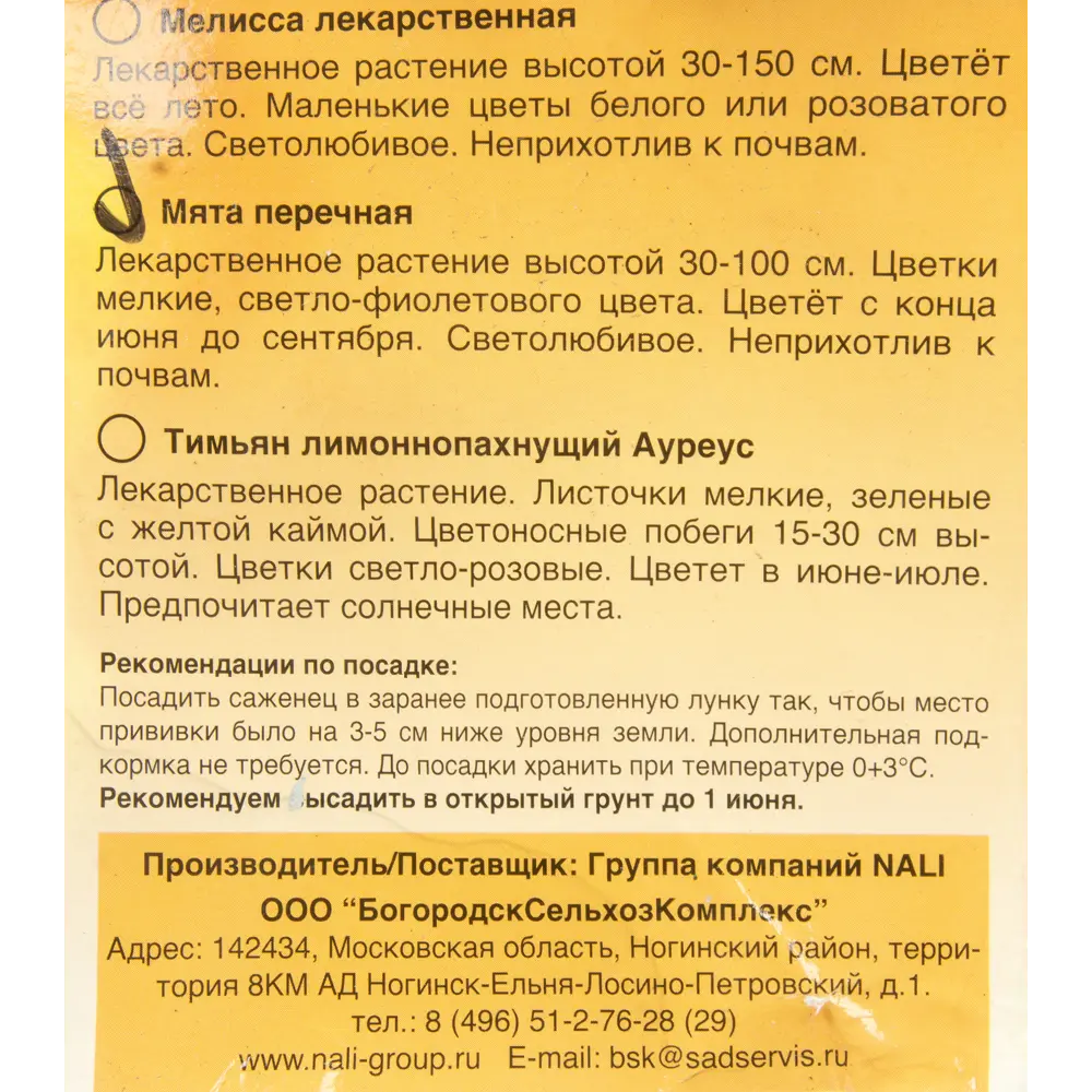 Фото 2 Мята перечная Фото 2 Мята перечная