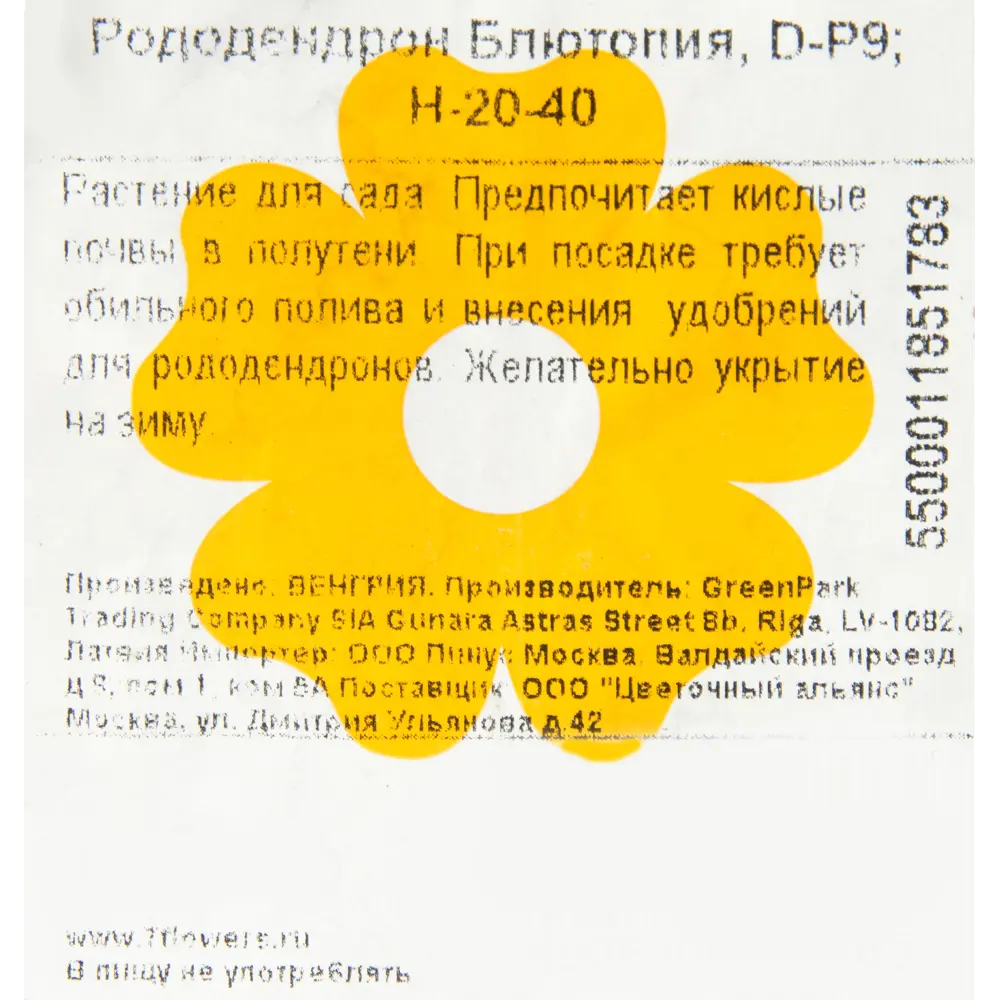 Фото 2 Рододендрон Блютопия P9 Фото 2 Рододендрон Блютопия P9