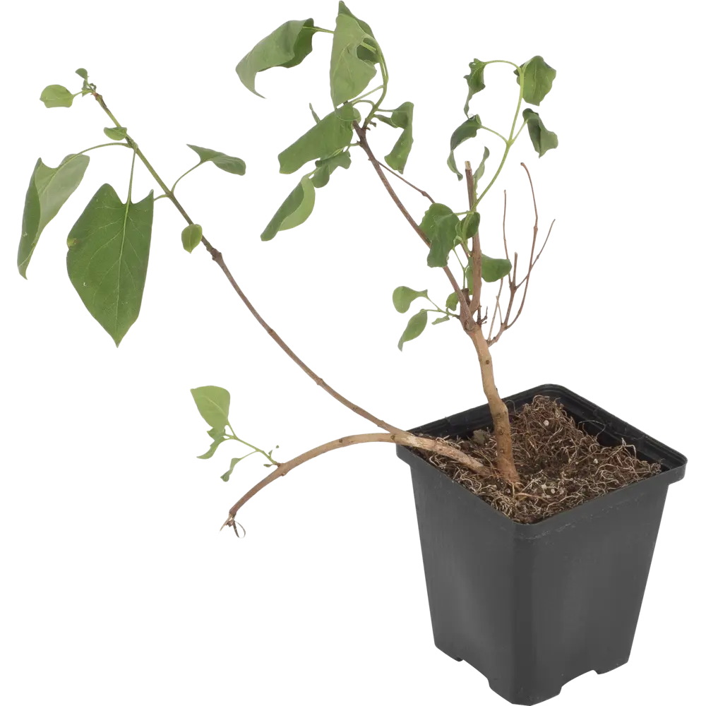 Фото Сирень обыкновенная «Мадам Ф Морелл» P9