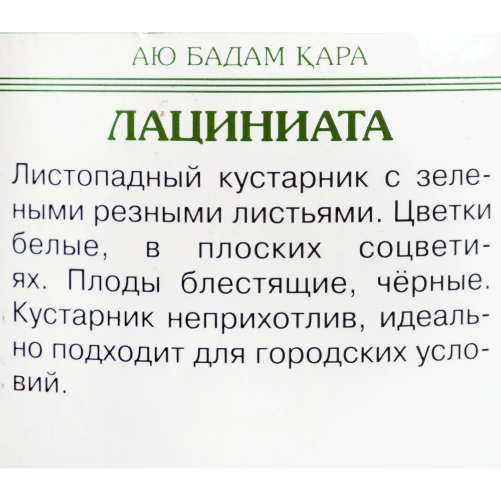 Фото 3 Бузина чёрная «Лациниата»
