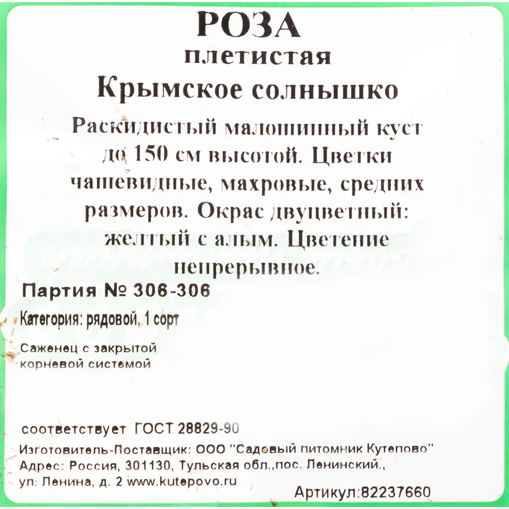 Фото 2 Роза плетистая «Крымское солнышко» С4