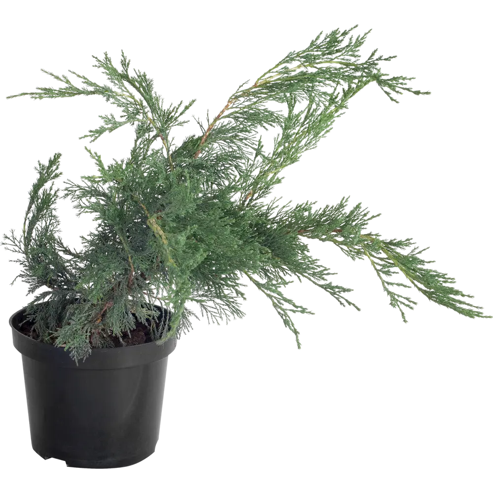 Фото Можжевельник казацкий «Блю Дануб» C3 Фото Можжевельник казацкий «Блю Дануб» C3