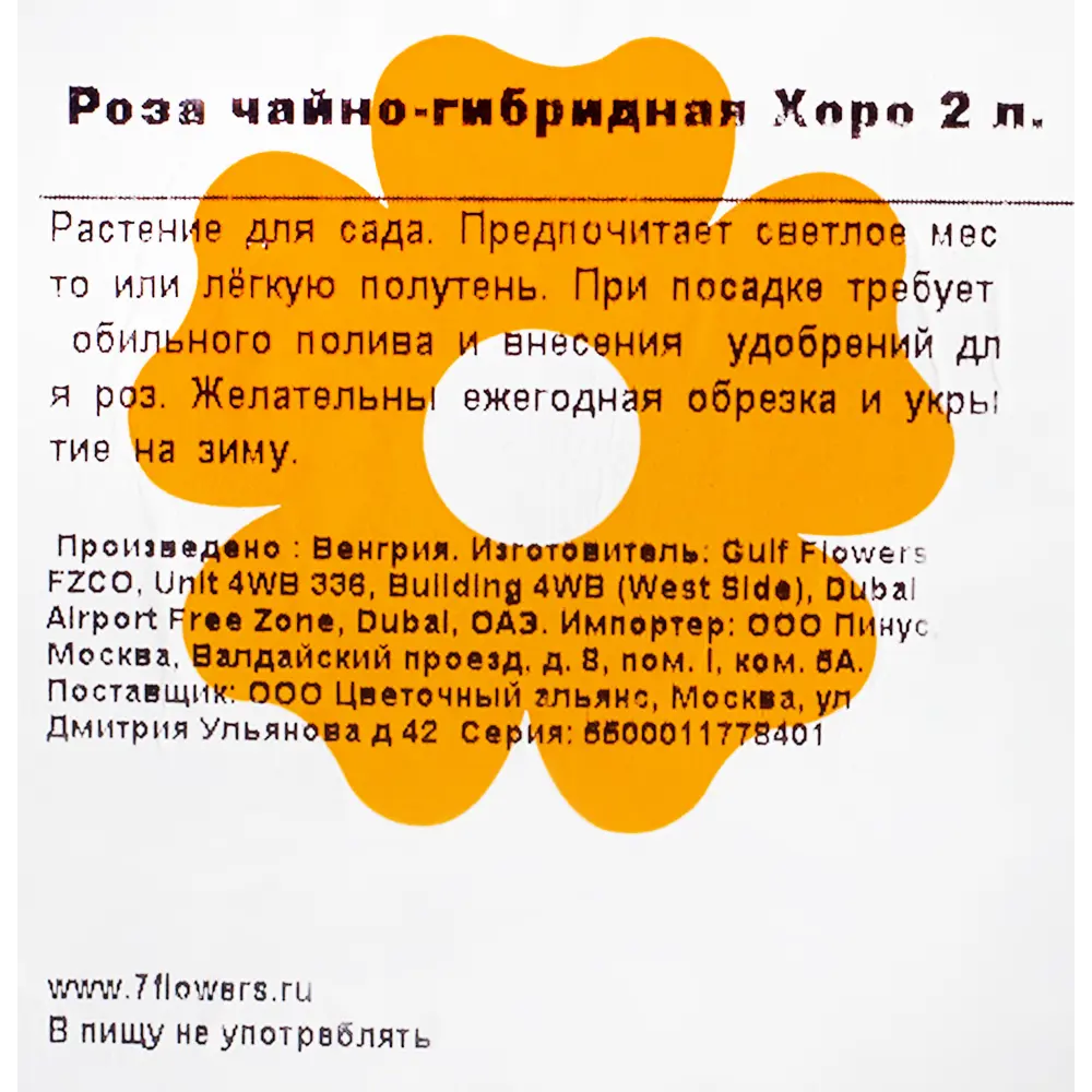 Фото 2 Роза чайно-гибридная Хоро 2 л. Фото 2 Роза чайно-гибридная Хоро 2 л.