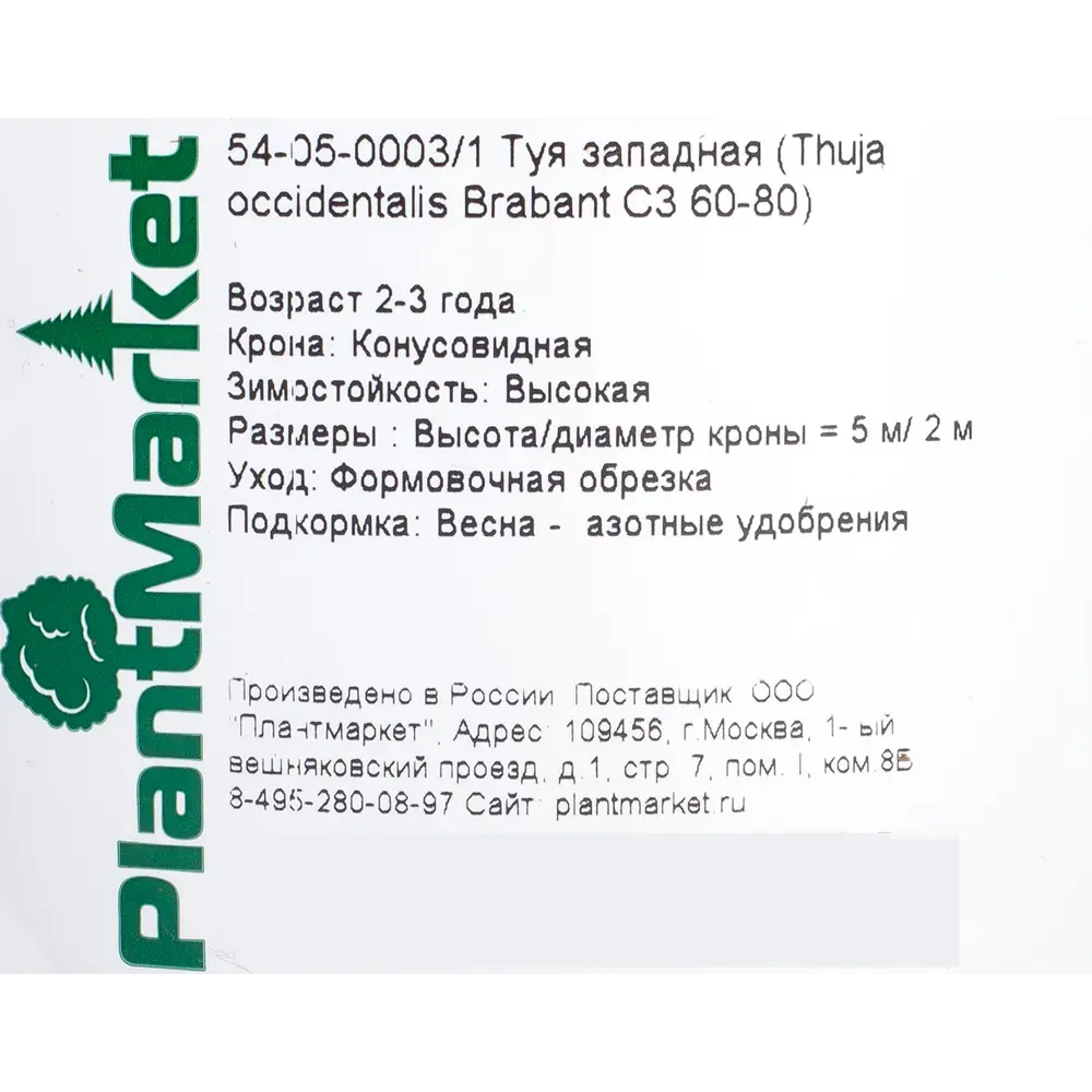 Фото 2 Туя западная Брабант С3/60-80 см Фото 2 Туя западная Брабант С3/60-80 см