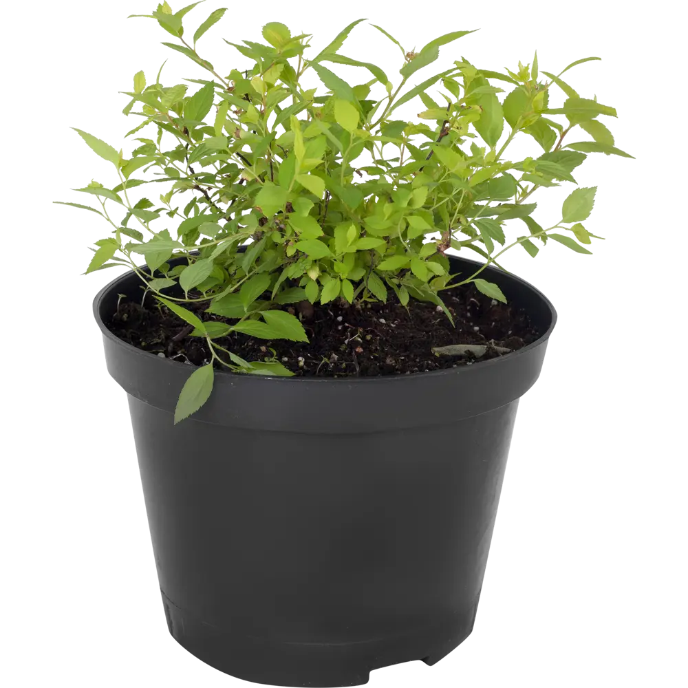 Фото Спирея японская «Голден Принцесс», С3/20-40 см Фото Спирея японская «Голден Принцесс», С3/20-40 см