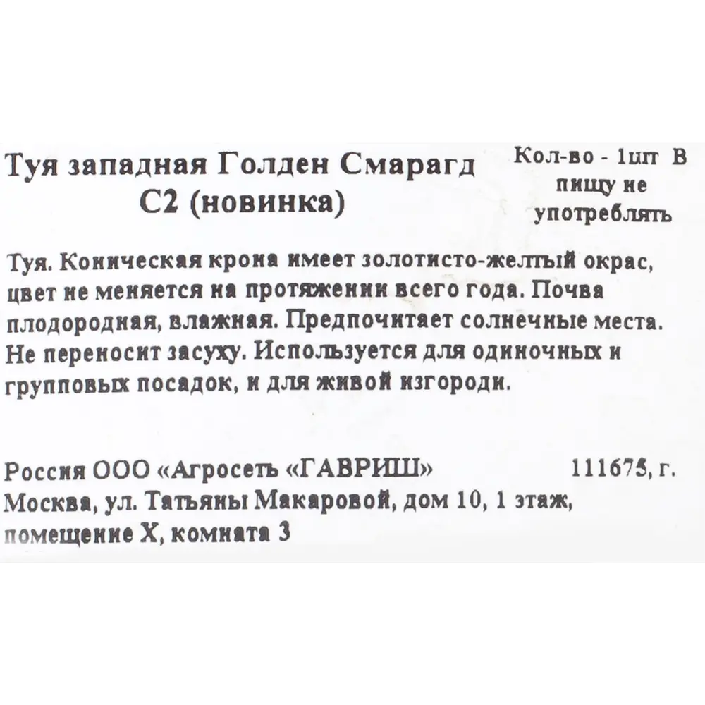 Фото 2 Туя «Голден Смарагд», западная Фото 2 Туя «Голден Смарагд», западная