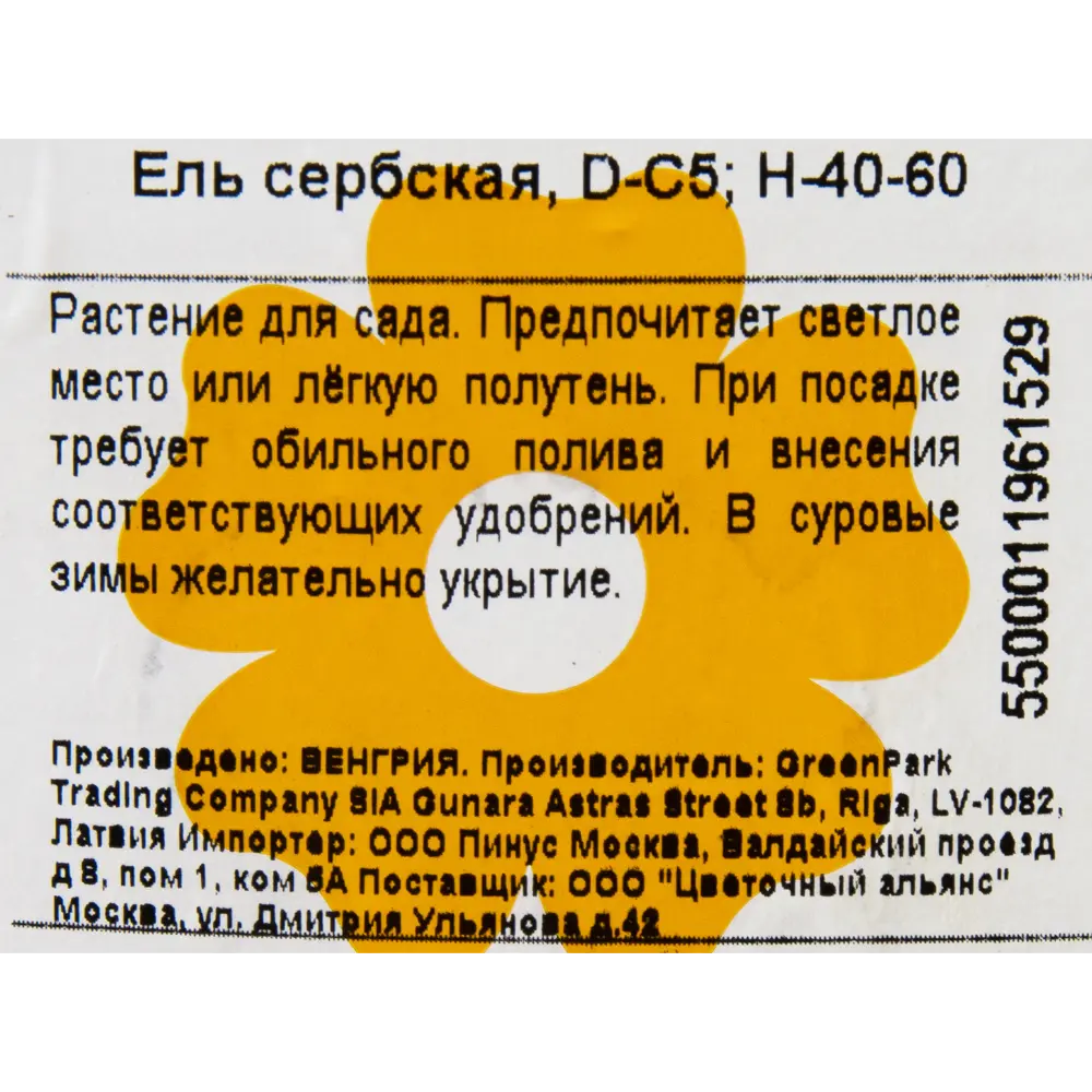 Фото 2 Ель сербская 5 л 40-60 см Фото 2 Ель сербская 5 л 40-60 см