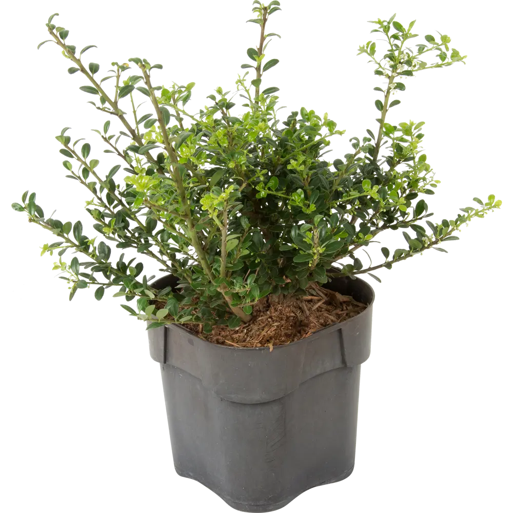 Фото Падуб Крената «Глори Гем» D17 20-25 см