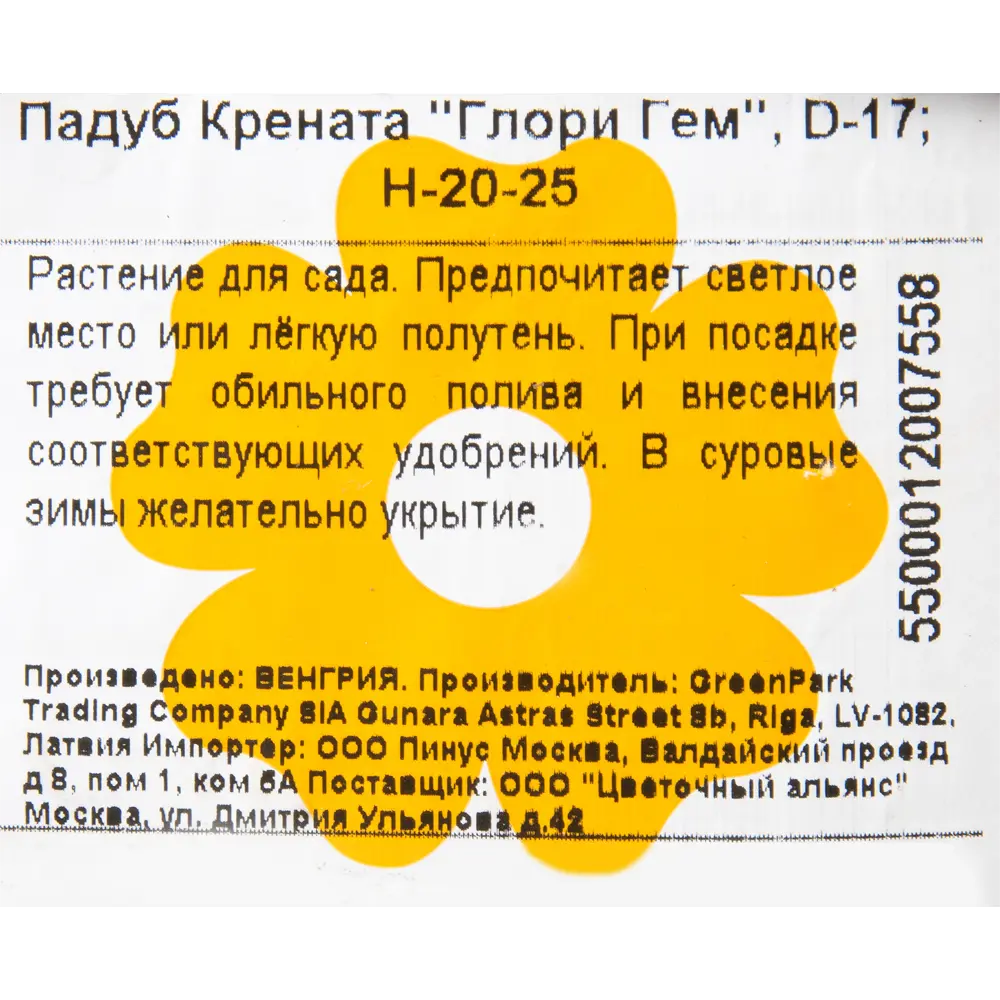 Фото 2 Падуб Крената «Глори Гем» D17 20-25 см