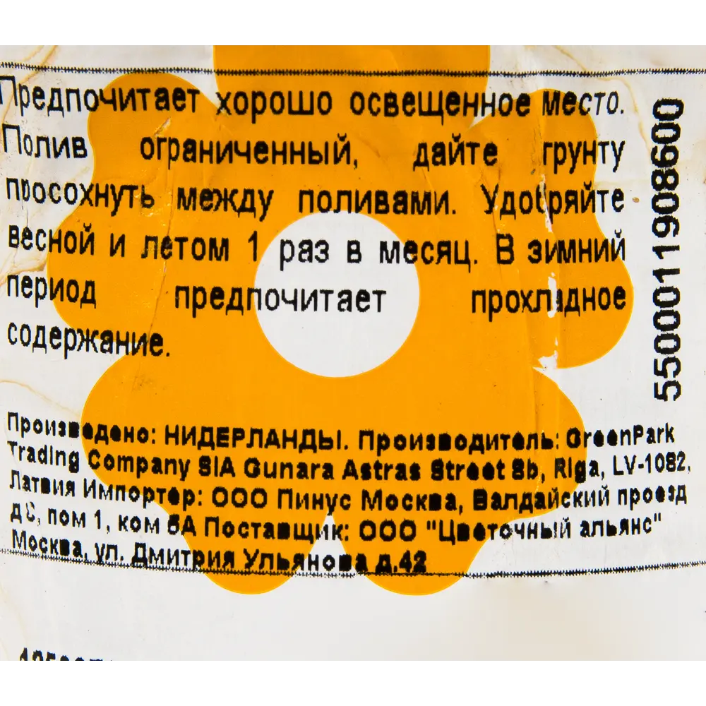 Фото 3 Кактус микс 8.5х20 см Фото 3 Кактус микс 8.5х20 см