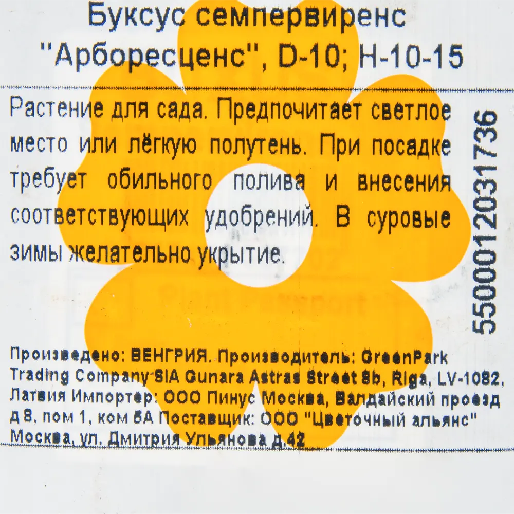 Фото 2 Буксус «Арборесценс», 10x10-15 см Фото 2 Буксус «Арборесценс», 10x10-15 см