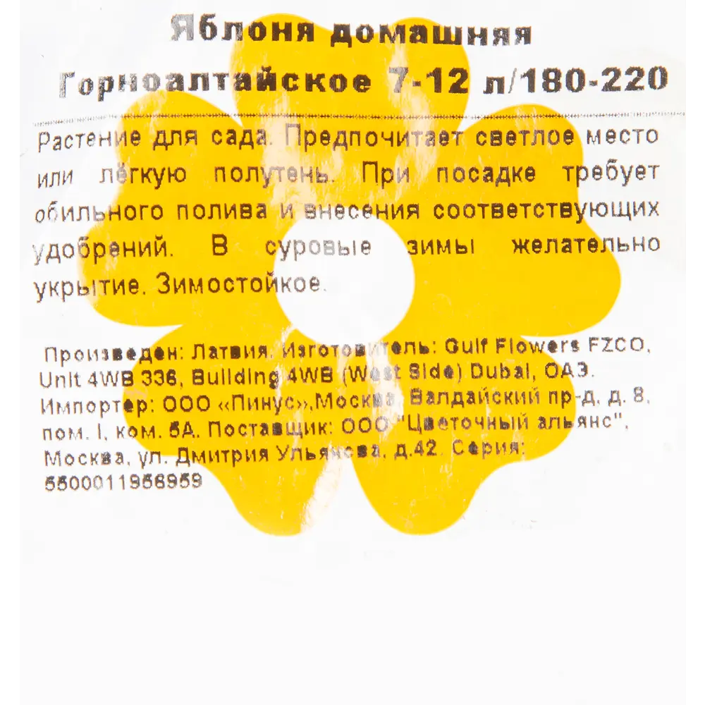 Фото 2 Яблоня домашняя «Горноалтайское» 7-12 л 180-220 см Фото 2 Яблоня домашняя «Горноалтайское» 7-12 л 180-220 см