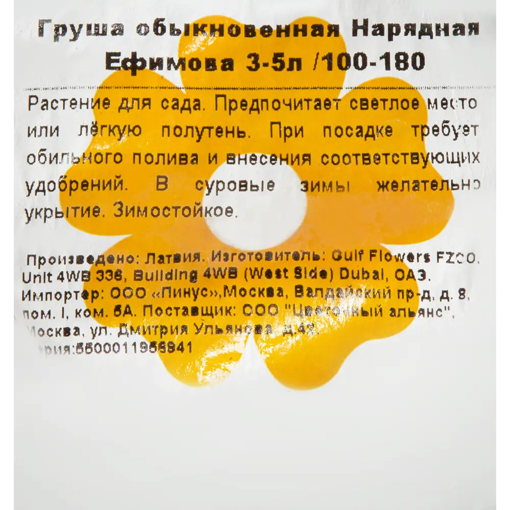 Фото 2 Груша обык «Нарядная Ефимова» 3-5 л 100 см Фото 2 Груша обык «Нарядная Ефимова» 3-5 л 100 см