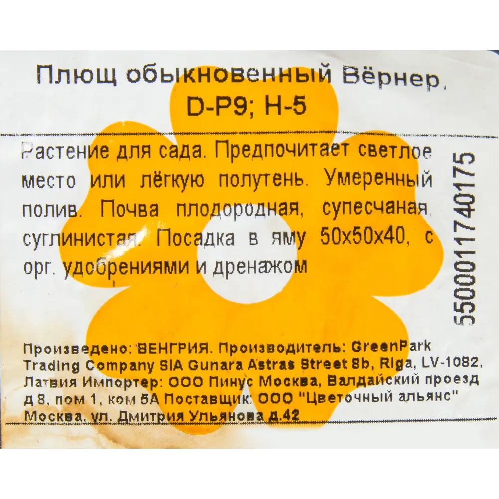 Фото 2 Плющ обыкновенный «Вёрнер» P9 Фото 2 Плющ обыкновенный «Вёрнер» P9