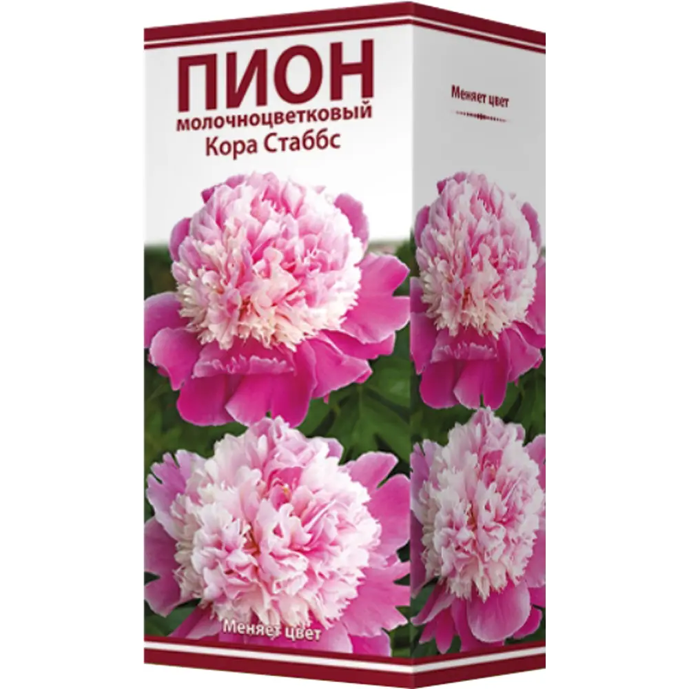 Фото 2 Пион молочноцветковый «Кора Стаббс», размер луковицы I Фото 2 Пион молочноцветковый «Кора Стаббс», размер луковицы I