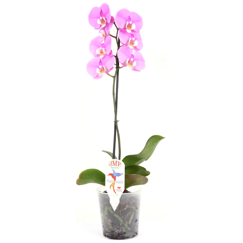 Фото Орхидея Фаленопсис Стандарт микс 1 стебель ø12 h70 см Джей Эм Пи Флауэрс рус Фото Орхидея Фаленопсис Стандарт микс 1 стебель ø12 h70 см Джей Эм Пи Флауэрс рус